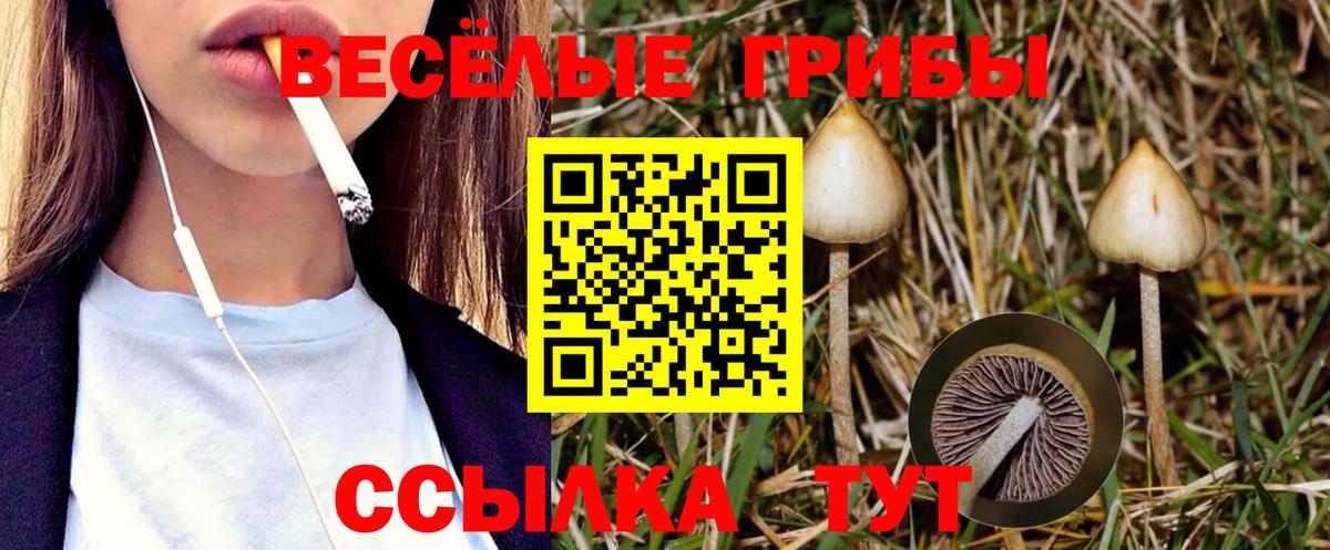 Псилоцибиновые грибы Psilocybe Прохладный