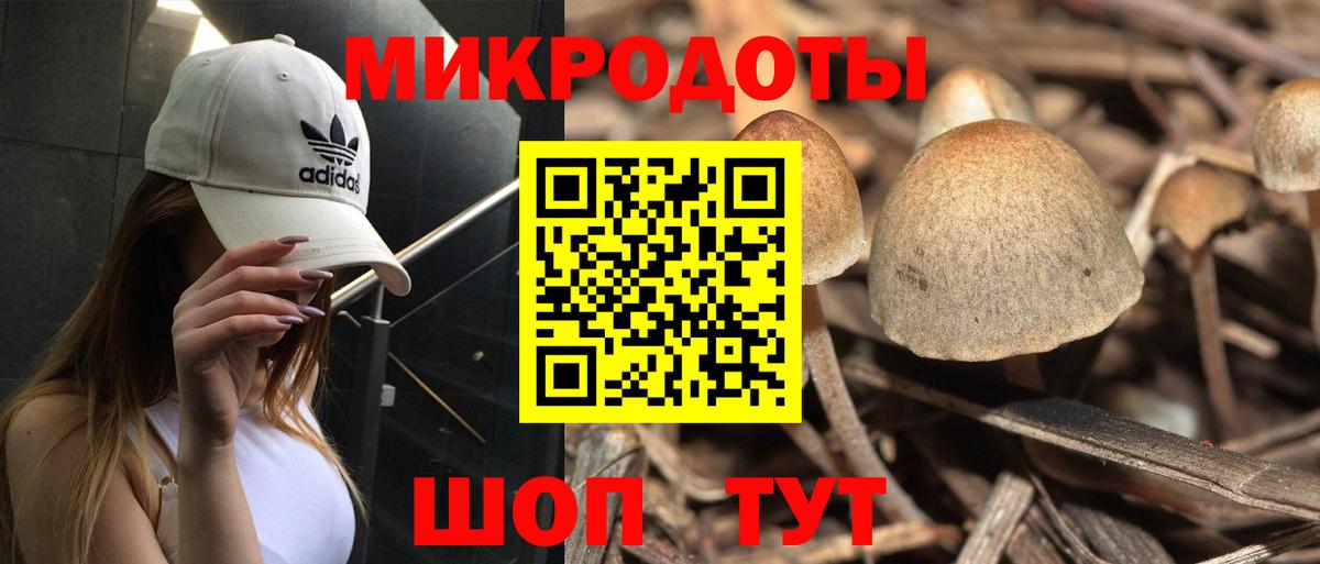 Прохладный  Галлюциногенные грибы Psilocybe  Вход с VPN 
